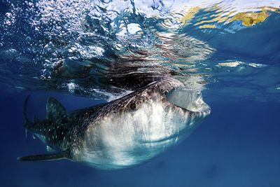 Whale Shark Feeding Tanzania