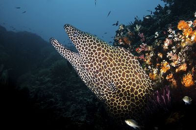 Moraay eel diving Oman