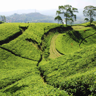 landscape in bandung in Java
