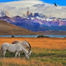 Horses in the Andes, Chile