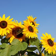 Sunflowers