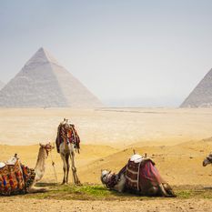 Camels by the Egyptian Pyramids