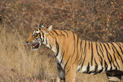lion_india
