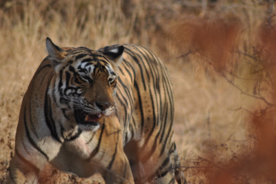 lion_india