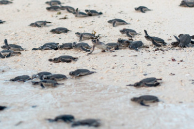 Baby Turtles on the Beach