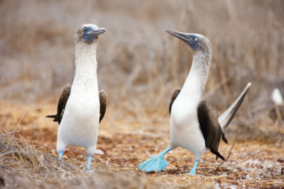 blue footed boobys