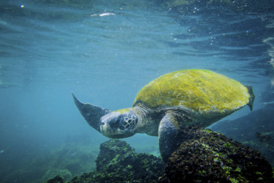 Turtle