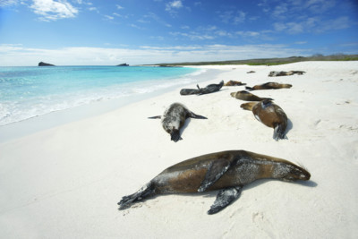 seals on the beach