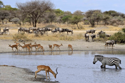 Selous National Park