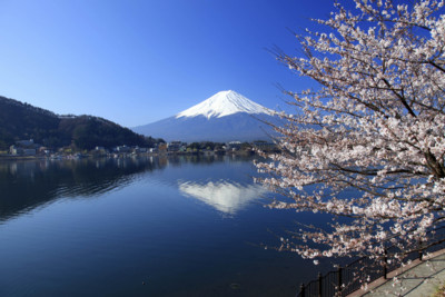 Japanese Cherry Blossom