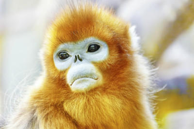 Snub nosed monkey
