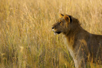 Lion in Botswana Safari