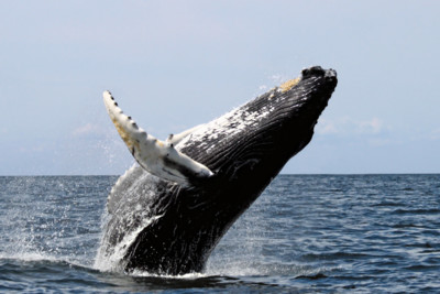 humpback whales hermanus