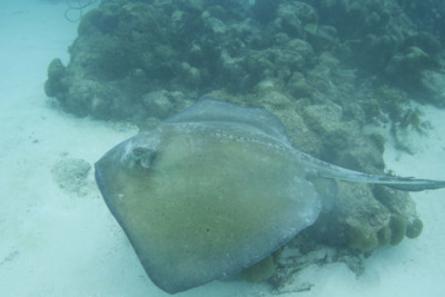 A Manta Ray on the Sea Floor
