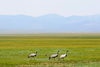 cranes in the grass