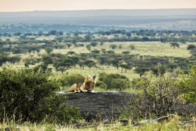 Serengeti Lion