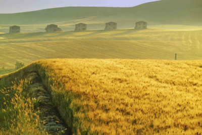 Puglia Landscape
