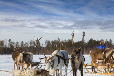 Reindeer