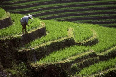 Rice paddy in Indonesia