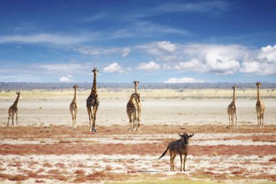 Etosha Giraffes