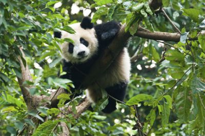 China Panda