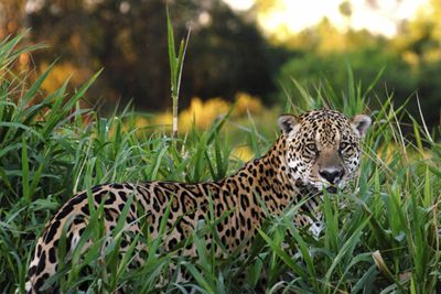 Jaguar Brzail