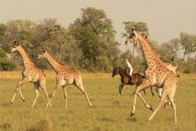 Botswana Riding Safari