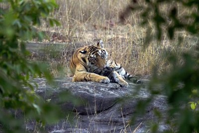 Indian Tiger