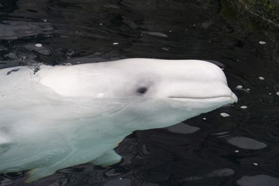 Beluga Whale