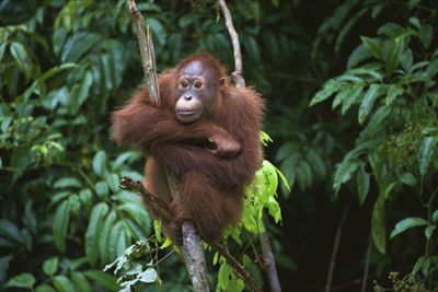 Orangutan