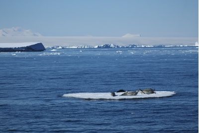 Floe