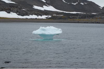 Ice Mushroom