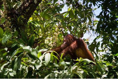 Borneo Orangutan