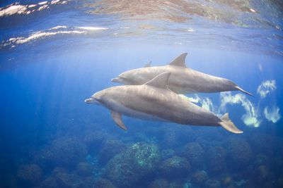 Dolphin Spotting in Hawaii