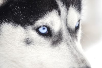 Husky