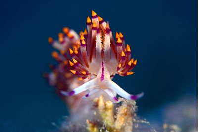 Diving in Indonesia