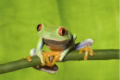 Costa Rica
