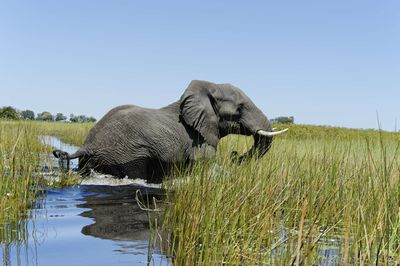 Elephant in water, Botswana