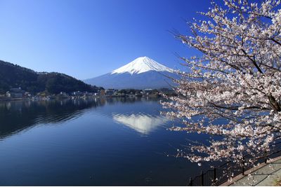 Cherry Blossom, Japan