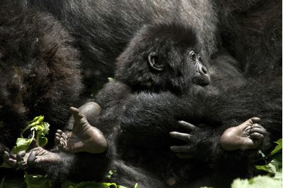 A baby gorilla in Rwanda