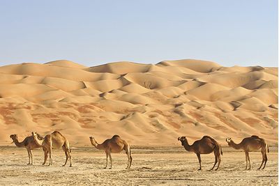 Camels in the Desert