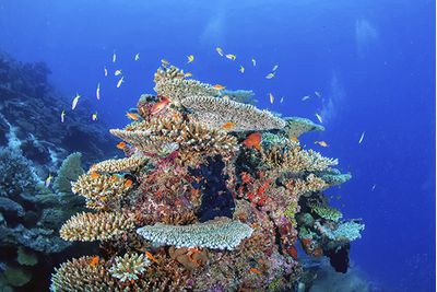 Coral Reef in the Maldives