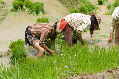 Sapa Fields