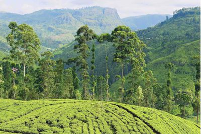 Views from above of Hill Country, Sri Lanka