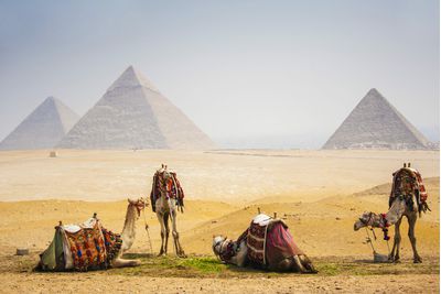 Camels by the Egyptian Pyramids