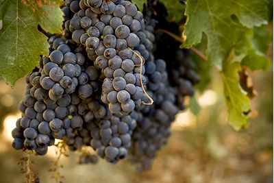 Grapes in a vineyard