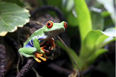A frog in Costa Rica