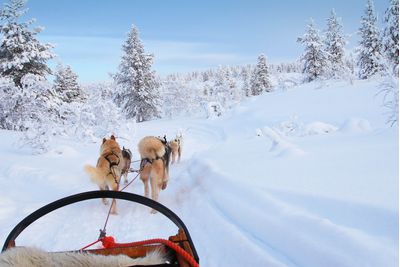Husky sled in Finnish Lapland
