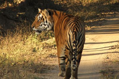 Tiger in Kanha National Park