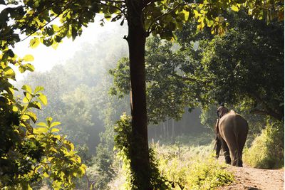 elephant riding in Chiang Mai